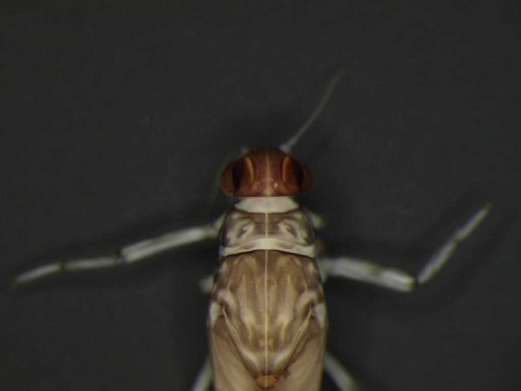 Baetis fuscatus